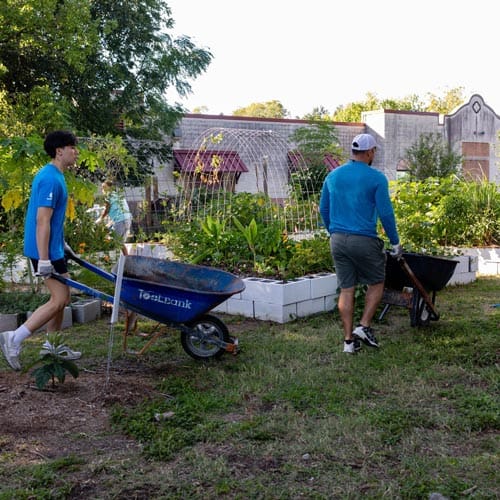 Two Houston ToolBank volunteers wheeling wheelbarrows of dirt in a community garden